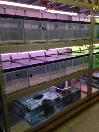 2015-11-14 18.16.40.jpg